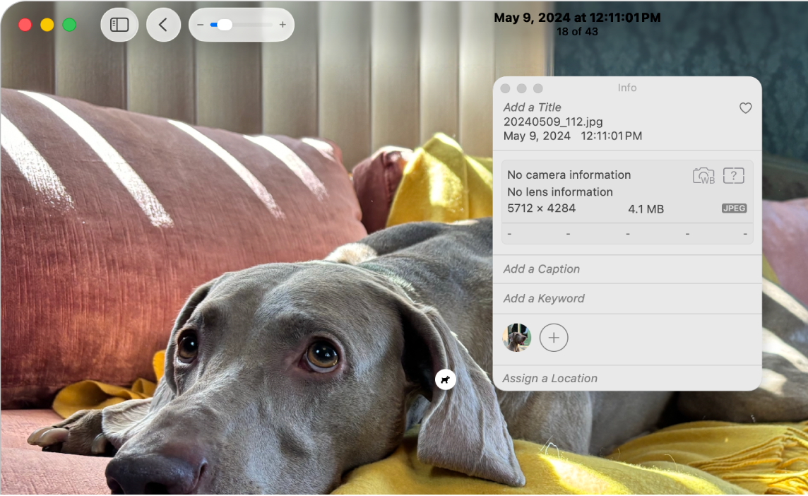 รูปภาพของสุนัขที่มีหน้าต่างข้อมูลเปิดอยู่และไอคอนค้นดูจากภาพแสดงอยู่บนสุนัขในรูปภาพ