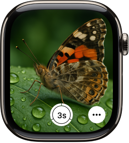 L’écran de l’Apple Watch qui montre le viseur de l’appareil photo de l’iPhone. Le bouton d’obturation se situe au milieu de la partie inférieure. Le bouton Plus d’options se situe en bas à droite.