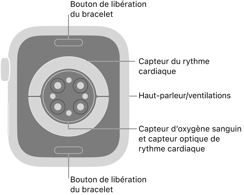 Le dos de l’Apple Watch Series 9, avec les boutons de retrait du bracelet en haut et en bas; les capteurs de fréquence cardiaque électriques et optiques, et les capteurs d’oxygène sanguin au centre; puis le haut-parleur et les évents sur le côté.