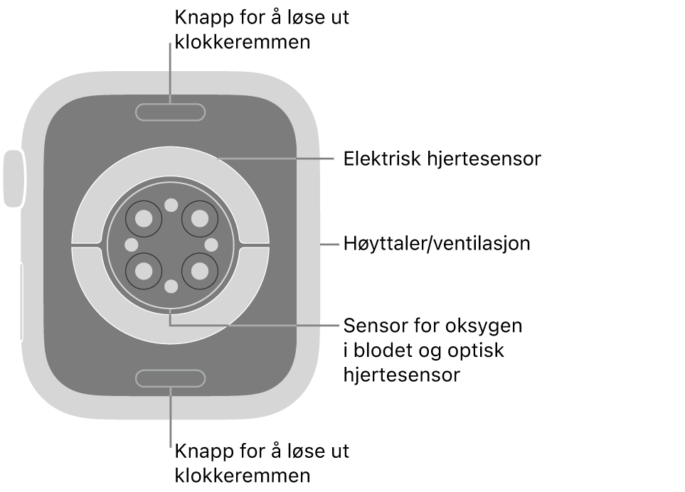 Baksiden av Apple Watch Series 9, med remutløserknappene øverst og nederst, de elektriske pulssensorene, de optiske pulssensorene og sensorene for oksygen i blodet i midten, og høyttaleren/luftventilene på siden.