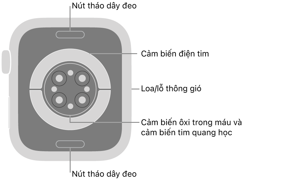 Mặt sau của Apple Watch Series 9, với các nút tháo dây ở trên cùng và dưới cùng, các cảm biến tim điện, các cảm biến tim quang học và các cảm biến ôxi trong máu ở giữa và loa/lỗ thông gió trên sườn.