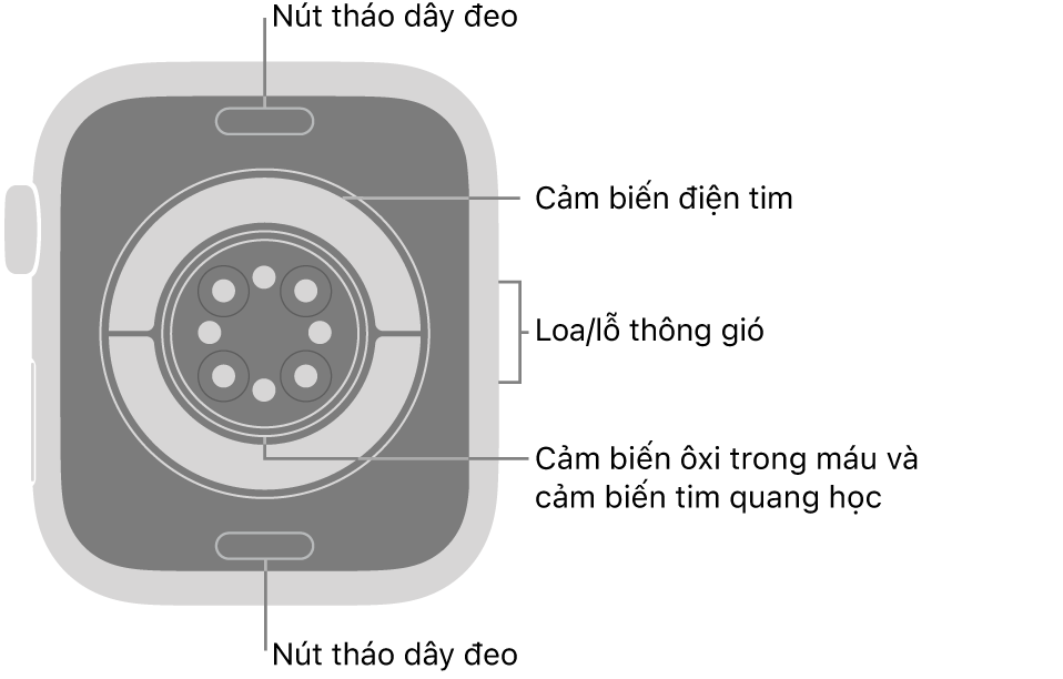 Mặt sau của Apple Watch Series 11, với các nút tháo dây ở trên cùng và dưới cùng, các cảm biến tim điện, các cảm biến tim quang học và các cảm biến ôxi trong máu ở giữa và loa/lỗ thông gió trên sườn.