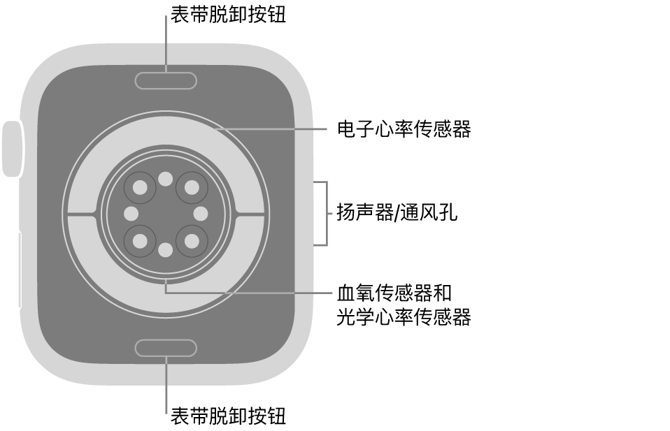 Apple Watch Series 11 的背面,顶部和底部是表带脱卸按钮,中间是电子心率传感器、光学心率传感器和血氧传感器,侧边是扬声器/通风孔。