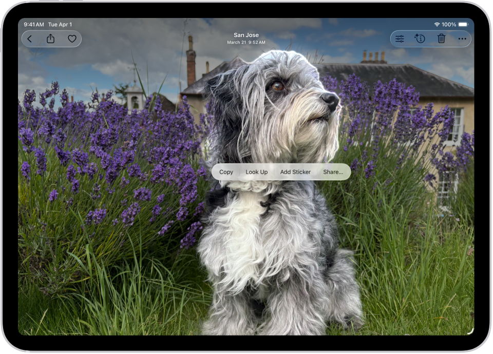 ਤਸਵੀਰ ਐਪ ਕਿਸੇ ਕੁੱਤੇ ਦੀ ਤਸਵੀਰ ਲਈ ਖੁੱਲ੍ਹੀ ਹੈ। ਕੁੱਤੇ ਨੂੰ ਚੁਣਿਆ ਗਿਆ ਹੈ ਅਤੇ ਉੱਪਰ ਦਿੱਤੇ ਮੈਨਿਊ ਵਿੱਚ “ਸਟਿੱਕਰ ਸ਼ਾਮਲ ਕਰੋ” ਵਿਕਲਪ ਉਪਲਬਧ ਹੈ।