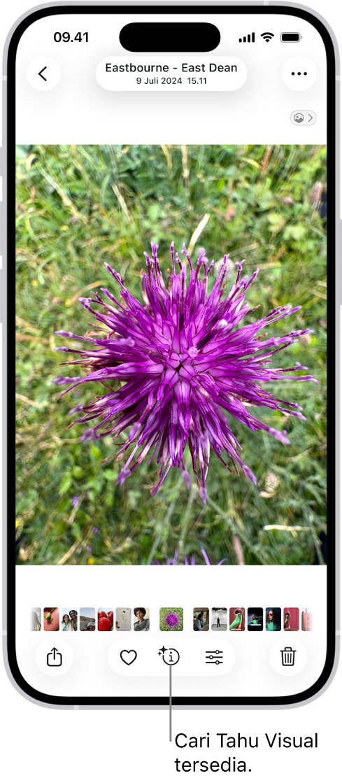Foto dibuka di perpustakaan app Foto. Di bagian bawah layar, tombol Info menampilkan ikon yang menunjukkan bahwa informasi Cari Tahu Visual tersedia.