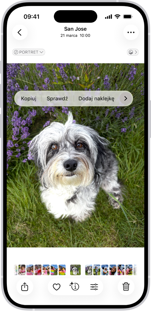Zdjęcie psa otworzone w aplikacji Zdjęcia. Pies jest zaznaczony, a w widocznym nad nim menu dostępna jest opcja Dodaj naklejkę.