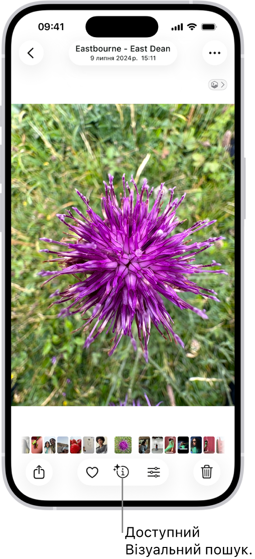 Знімок відкрито у фототеці програми «Фотографії». Внизу екрана розташована кнопка «Інформація» із зображенням іконки, яка вказує на наявність відомостей Візуального пошуку.