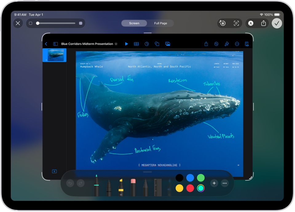 A screenshot of a Keynote document with annotated comments written using the blue marker tool.