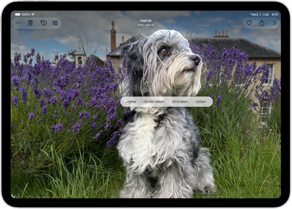 היישום ״תמונות״ פתוח ומציג תמונה של כלב. הכלב נבחר והאפשרות ״הוספת מדבקות״ זמינה בתפריט שמעליו.