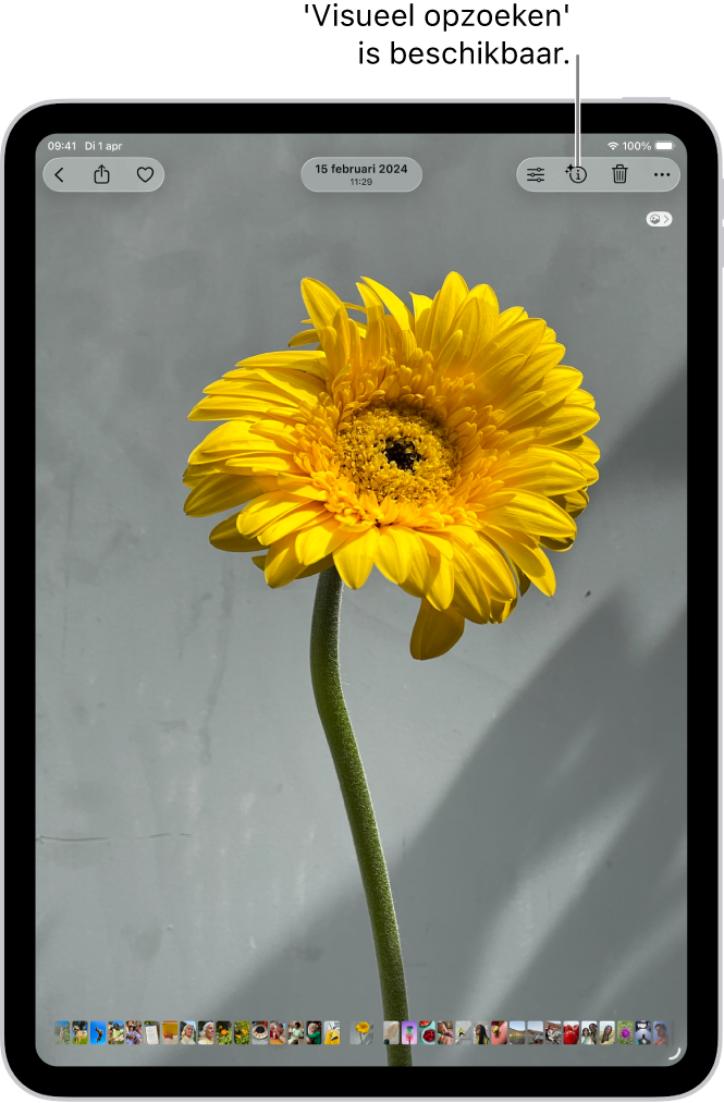Een foto is open in de fotobibliotheek van de Foto's-app. Boven in het scherm heeft de infoknop een symbool dat aangeeft dat 'Visueel opzoeken' beschikbaar is. De knop is geselecteerd en de resultaten van 'Visueel opzoeken' worden op het scherm weergegeven.