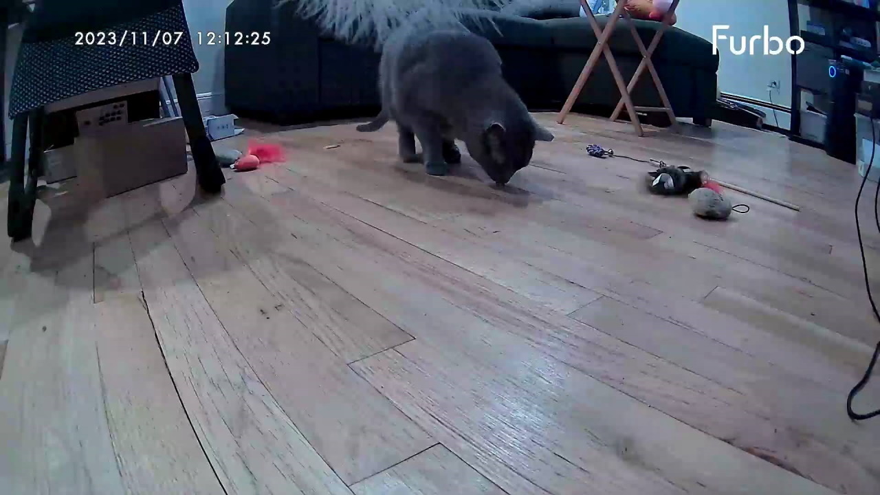 Furbo Cat Camera live view
