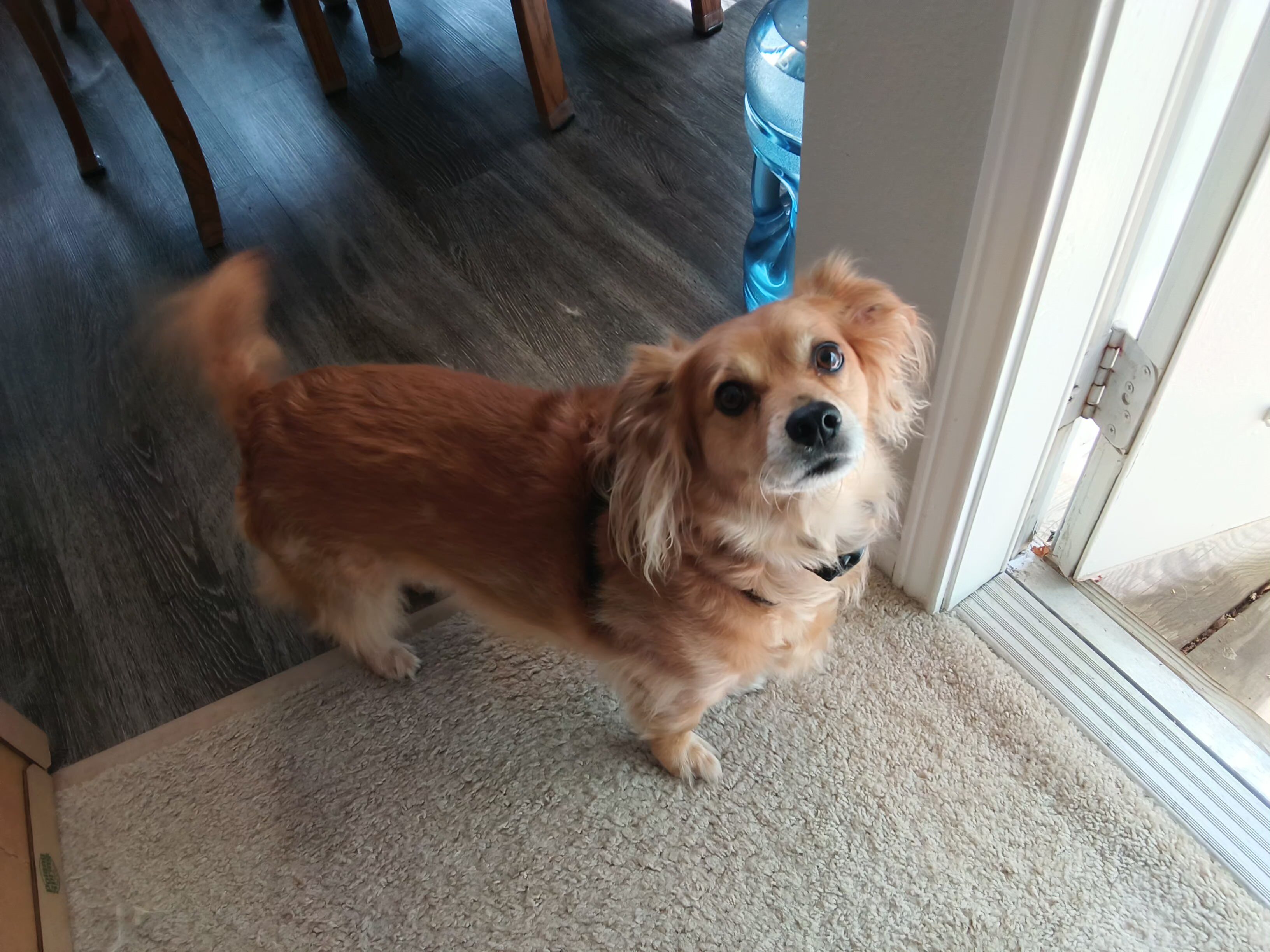 Amazon Fire Max 11 sample photo of dog