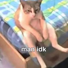 a cat sitting on top of a bed with the caption man idk