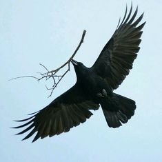 a black bird flying through the air with it's wings spread