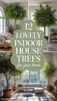living room with lots of plants in it and the words 12 lovely indoor house trees for your home