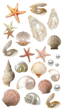 an assortment of seashells and starfish are shown in this image with white background