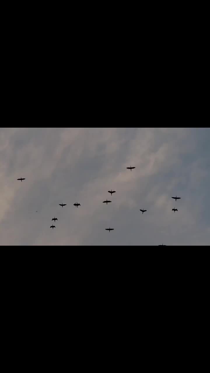 🕊️☁️ #sky #skyphotography #clouds #cloudsky #birds