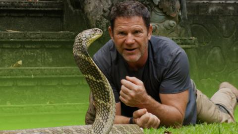 Steve is lying down next to a King Cobra