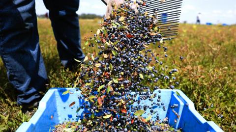 Harvested blueberries pour into a blue container at a farm in Harrington, Maine.