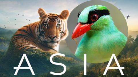 Saving Asia quiz thumbnail with a tiger surrounded by birds, and in a circle cut out image, a bright green, black and red bird. 