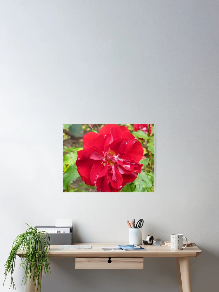 Thumbnail 2 of 3, Poster, Red Rose and Raindrops designed and sold by Fara.