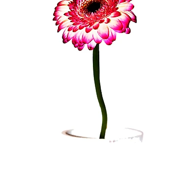 Artwork thumbnail, Pink Gerbera by Denise Abé