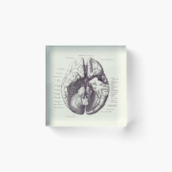 Item preview, Diagrama del cerebro humano - Anatomía Poster 2 designed and sold by VAposters.