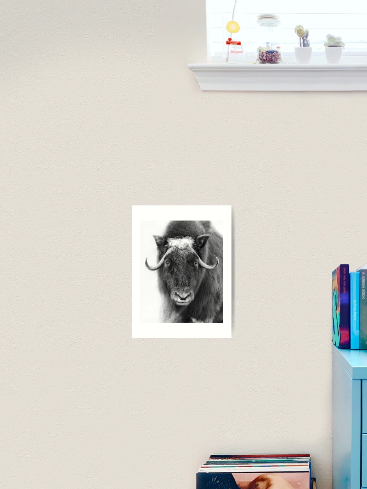 Thumbnail 2 of 3, Art Print, Muskox designed and sold by James Cumming.