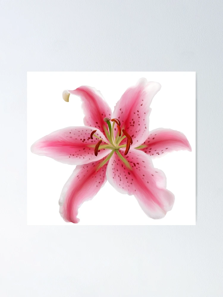 Aperçu 1 sur 3. Poster avec l'œuvre Stargazer Lily créée et vendue par MossyMemory.