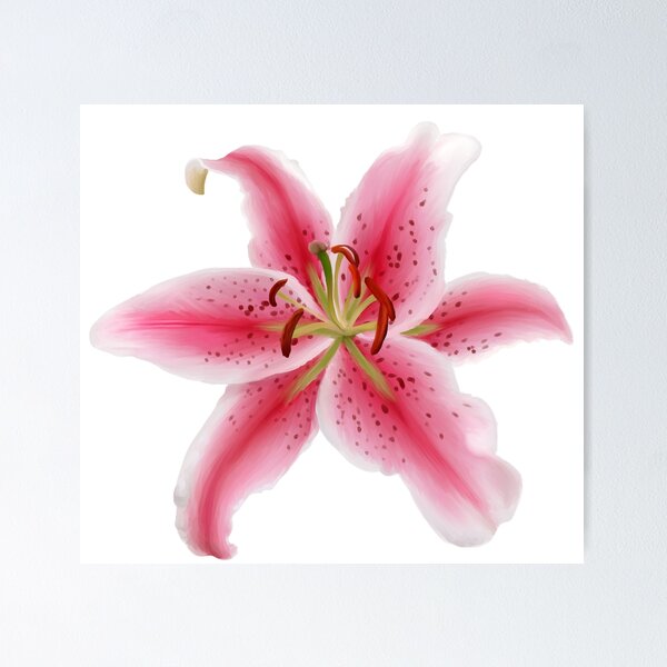 Aperçu de l'œuvre Stargazer Lily créée et vendue par MossyMemory.
