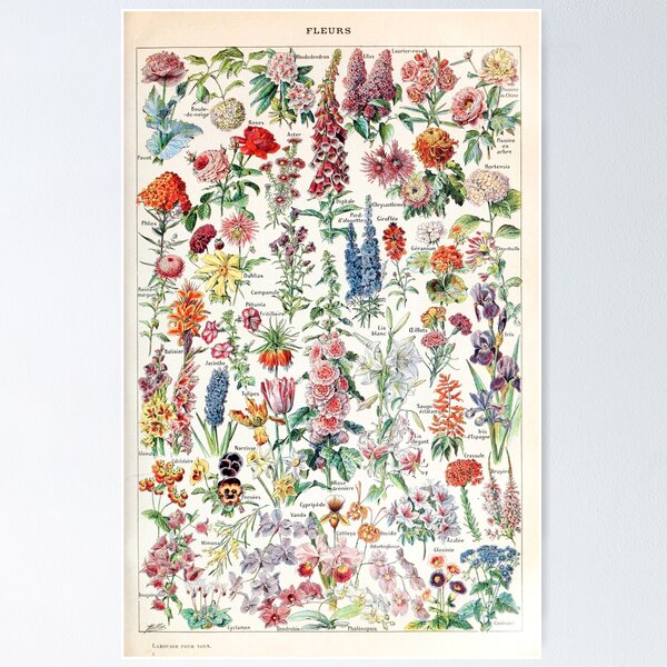 Artikelvorschau, Adolphe Millot - Fleurs pour tous (Blumen für alle) - gemeinfrei entworfen und verkauft von DejaVuStudio.