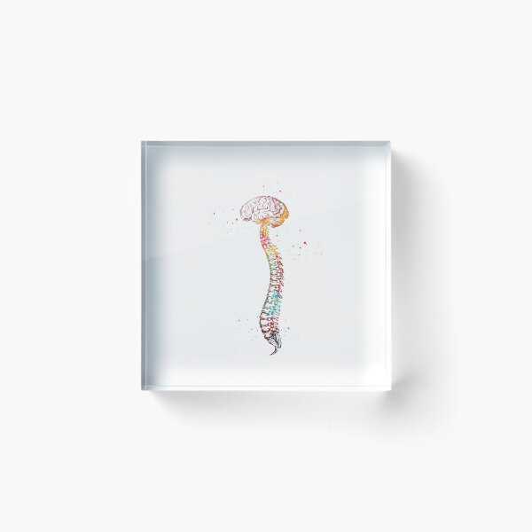 Item preview, Columna vertebral humana con cerebro designed and sold by Liededrom..