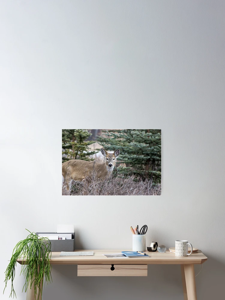 Thumbnail 2 of 3, Poster, White tailed deer designed and sold by CanadianWild418.