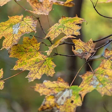Artwork thumbnail, Maple Leaves by jvnimages