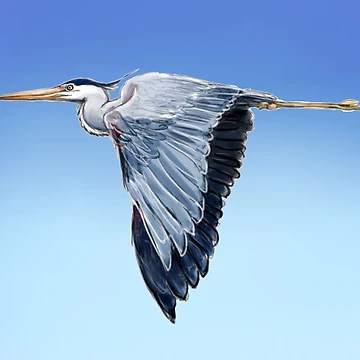 Artwork thumbnail, Great Blue Heron by ArtMagenta
