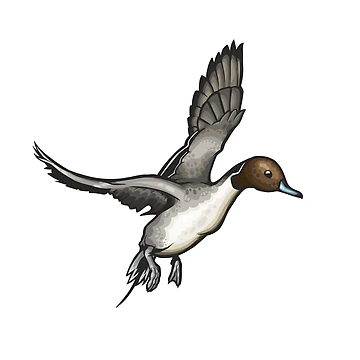 Artwork thumbnail, Northern Pintail by Eambo's Cave