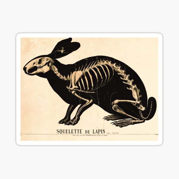 Aperçu de l'œuvre Planche zoologique française vintage - Squelette de lapin créée et vendue par DejaVuStudio.