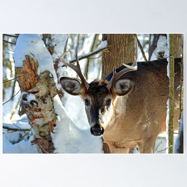 Item preview, WHITE-TAILED BUCK designed and sold by Nikonshot1.