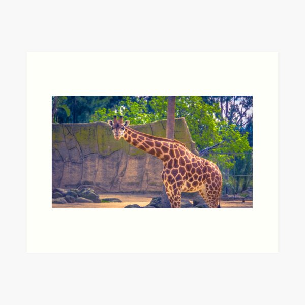 Aperçu de l'œuvre Girafe Gaffe créée et vendue par Steven Jodoin.