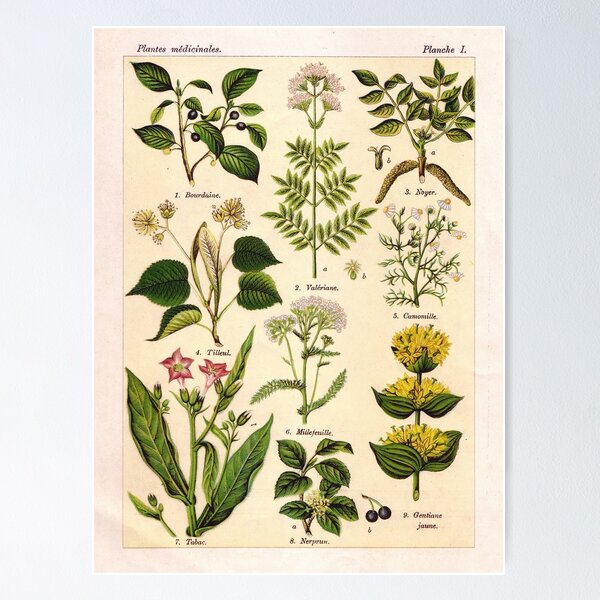 Artikelvorschau, Französische botanische Illustration - Henri Coupin - Plantes medicinales planche 1 entworfen und verkauft von Gardenlibrary.