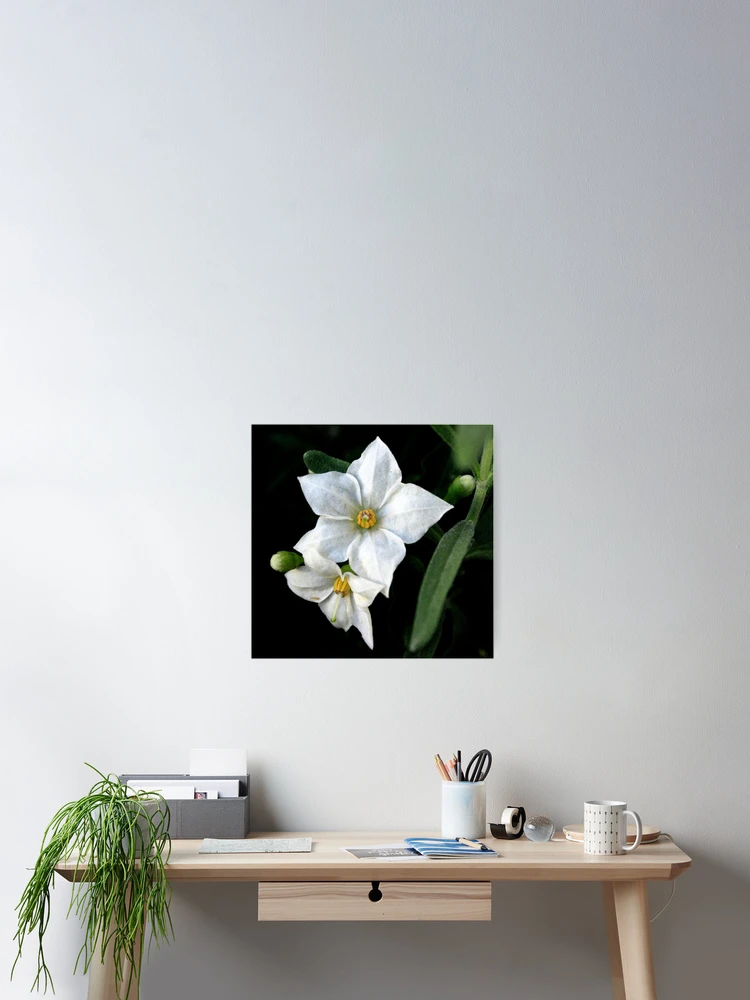 Thumbnail 2 of 3, Poster, Solanum designed and sold by Tanja Katharina Klesse.