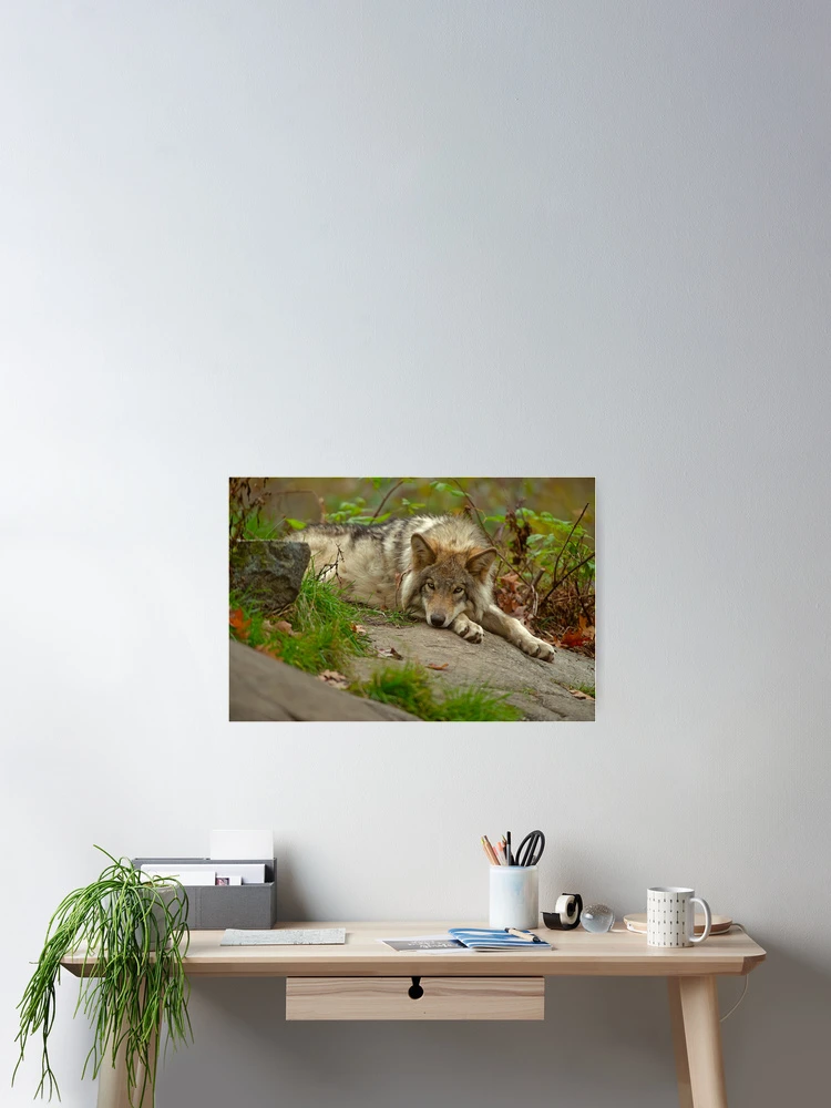 Aperçu 2 sur 3. Poster avec l'œuvre Timber Wolf créée et vendue par WolvesOnly.