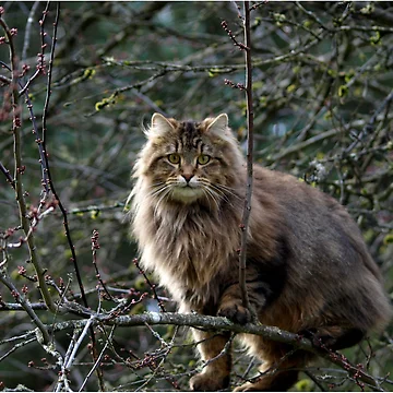 Artwork thumbnail, Maine Coon Tabby Cat by NaturePrints
