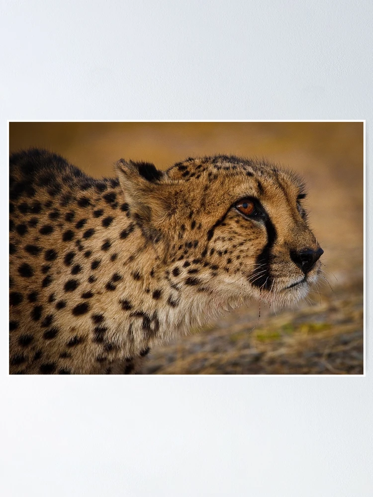 Thumbnail 1 of 3, Poster, Cheetah ready to pounce designed and sold by Robert van Koesveld.