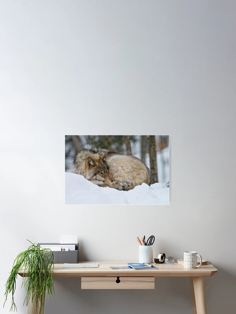 Aperçu 2 sur 3. Poster avec l'œuvre Timber Wolf créée et vendue par WolvesOnly.