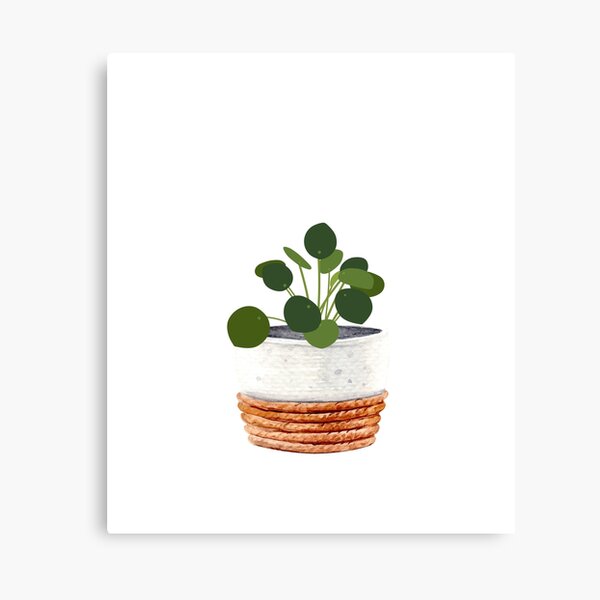 Aperçu de l'œuvre Pilea Peperomioides Money Friendship Plant dans un joli pot créée et vendue par DearFawnStudio.
