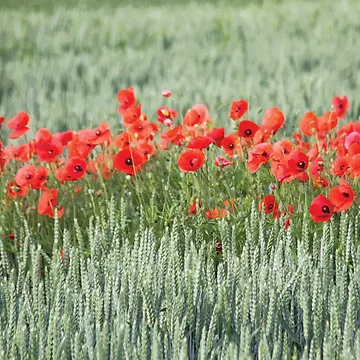 Artwork thumbnail, Wild Poppies in a Wheatfield by PlanetPrints