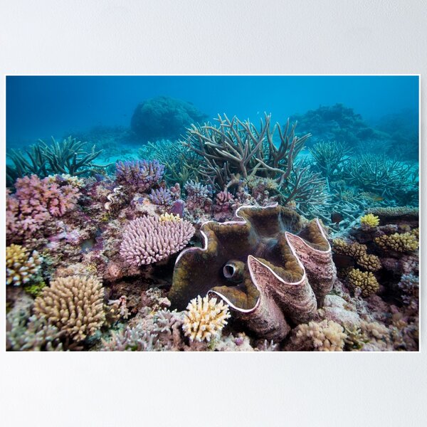 Item preview, Almeja gigante rodeada de coral designed and sold by Islandjems.