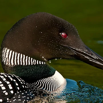 Artwork thumbnail, Common Loon by Loon-Images