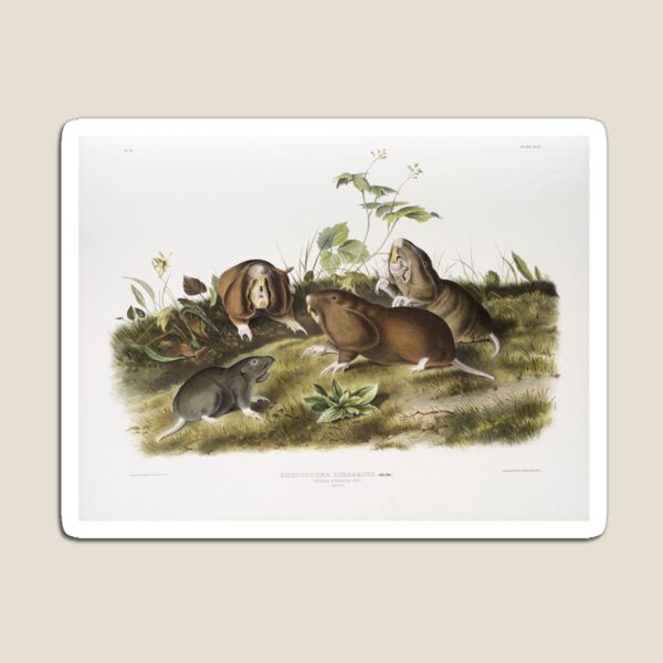 Artikelvorschau, Canada Pouched Rat - John James Audubon entworfen und verkauft von Vintage Designs +.